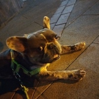 Fransız Bulldog, Köpek  Rıfkı fotoğrafı