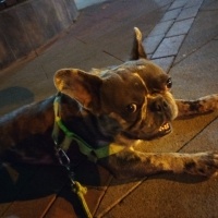 Fransız Bulldog, Köpek  Rıfkı fotoğrafı