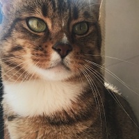Tekir Kedi, Kedi  Paşa fotoğrafı