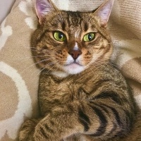 Tekir Kedi, Kedi  Paşa fotoğrafı