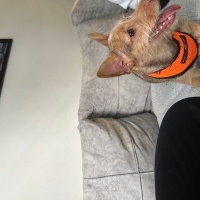 Yorkshire Terrier, Köpek  Leyloş / Leyla fotoğrafı