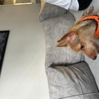 Yorkshire Terrier, Köpek  Leyloş / Leyla fotoğrafı