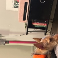 Yorkshire Terrier, Köpek  Leyloş / Leyla fotoğrafı