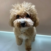 Poodle (Minyatür Kaniş), Köpek  Lucky fotoğrafı