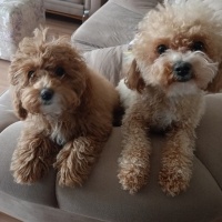 Poodle (Minyatür Kaniş), Köpek  Lucky fotoğrafı
