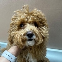 Poodle (Minyatür Kaniş), Köpek  Lucy fotoğrafı