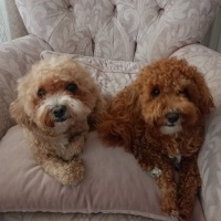Poodle (Minyatür Kaniş), Köpek  Lucy fotoğrafı