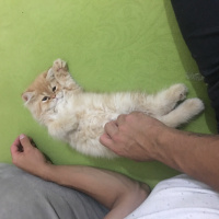 İran Kedisi (Persian), Kedi  Pepe fotoğrafı