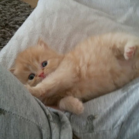 İran Kedisi (Persian), Kedi  Pepe fotoğrafı