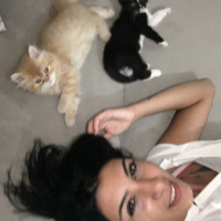 İran Kedisi (Persian), Kedi  Pepe fotoğrafı