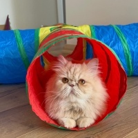 İran Kedisi (Persian), Kedi  ŞERO fotoğrafı