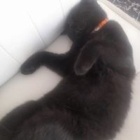 Bombay, Kedi  Batsy fotoğrafı