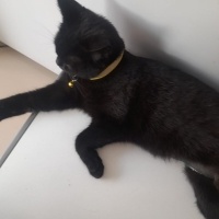 Bombay, Kedi  Batsy fotoğrafı