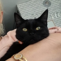 Bombay, Kedi  Batsy fotoğrafı