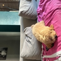 Poodle (Minyatür Kaniş), Köpek  Fiko fotoğrafı