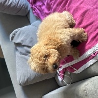 Poodle (Minyatür Kaniş), Köpek  Fiko fotoğrafı
