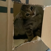 Tekir Kedi, Kedi  Karamel fotoğrafı