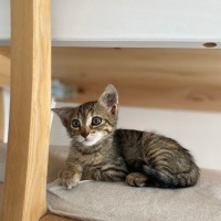 Tekir Kedi, Kedi  Karamel fotoğrafı