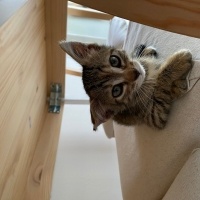Tekir Kedi, Kedi  Karamel fotoğrafı