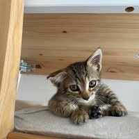 Tekir Kedi, Kedi  Karamel fotoğrafı