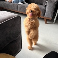 Poodle (Minyatür Kaniş), Köpek  Cokkie fotoğrafı
