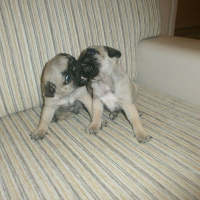 Pug, Köpek  lessia fotoğrafı