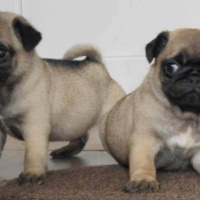 Pug, Köpek  lessia fotoğrafı