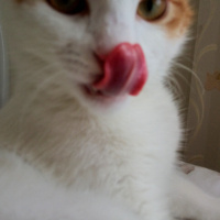 Tekir Kedi, Kedi  Pirinç fotoğrafı