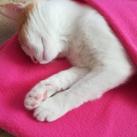 Tekir Kedi, Kedi  Pirinç fotoğrafı