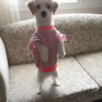 Maltese, Köpek  Layd fotoğrafı