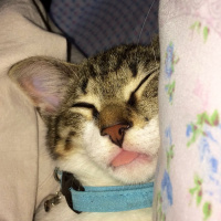 Tekir Kedi, Kedi  Gündüz fotoğrafı