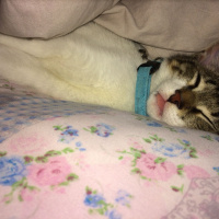 Tekir Kedi, Kedi  Gündüz fotoğrafı