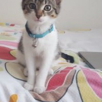 Tekir Kedi, Kedi  Gündüz fotoğrafı