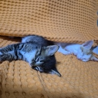 Tekir Kedi, Kedi  Pofi fotoğrafı