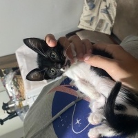 Soke, Kedi  Likör fotoğrafı