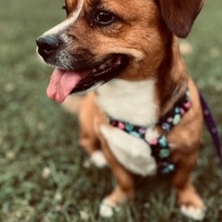 Beagle, Köpek  Rıfkı fotoğrafı