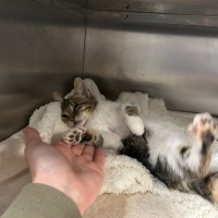 Tekir Kedi, Kedi  meyav fotoğrafı