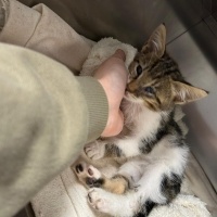 Tekir Kedi, Kedi  meyav fotoğrafı
