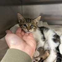Tekir Kedi, Kedi  meyav fotoğrafı