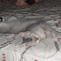 British Shorthair, Kedi  Sabun fotoğrafı