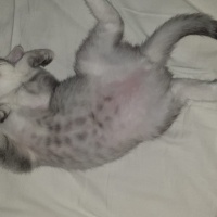 British Shorthair, Kedi  Sabun fotoğrafı