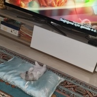 British Shorthair, Kedi  Sabun fotoğrafı