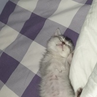 British Shorthair, Kedi  Sabun fotoğrafı