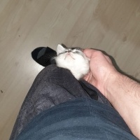 British Shorthair, Kedi  Sabun fotoğrafı