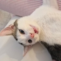 Tekir Kedi, Kedi  Mars fotoğrafı