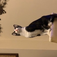 Tuxedo (Smokin) Kedi, Kedi  Tsunami fotoğrafı