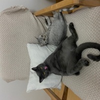 British Shorthair, Kedi  Miço fotoğrafı