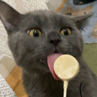 British Shorthair, Kedi  Miço fotoğrafı