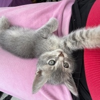 British Longhair, Kedi  Venüs fotoğrafı