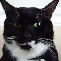  Kedi  Aras (İstanbul/Fatih) fotoğrafı